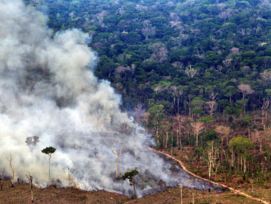 Desmatamento da Amaznia caiu 38% em agosto, indica Inpe