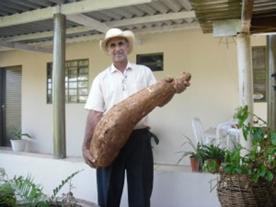 Produtor rural colhe mandioca gigante em Glria de Dourados