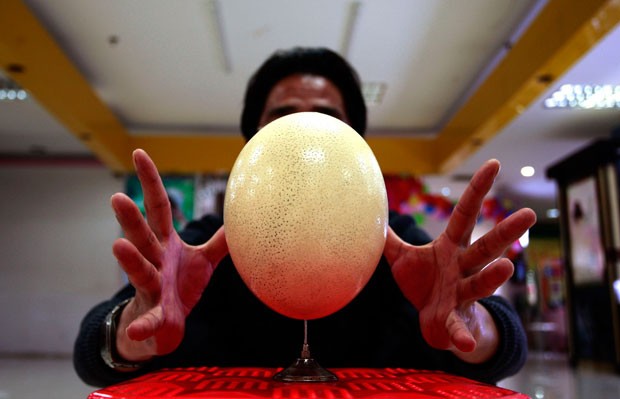 Chins faz sucesso ao equilibrar ovo de avestruz em agulha