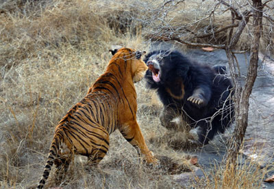 Ursa enfrenta dois tigres com filhotes nas costas