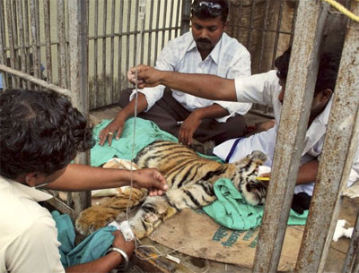 Filhote de tigre recebe transfuso de sangue aps agresso 