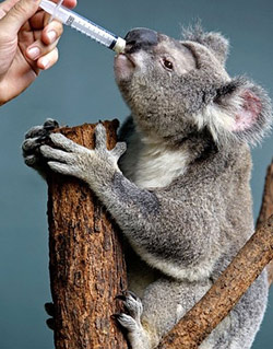 Fungo presente em rvore de eucalipto ataca coalas