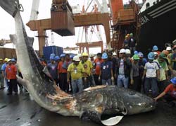 Navio atropela e mata tubaro-baleia de 7,5 metros 