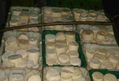 PRF-GO apreende caminho com quatro toneladas de queijo estragado 