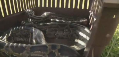 Cobra gigante que aterrorizava fazenda  capturada nos EUA