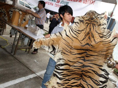 Remessa ilegal com peles e ossos de tigres  encontrada na Tailndia