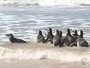 Nove pinguins retornam ao mar aps dois meses em recuperao