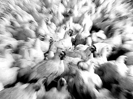 Japo deve sacrificar 410 mil frangos para combater gripe aviria