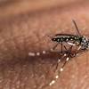 Em um ano, nmero de casos de dengue triplica na Capital pau