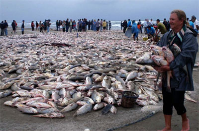 Cerca de 30 toneladas de peixe so capturados na praia 