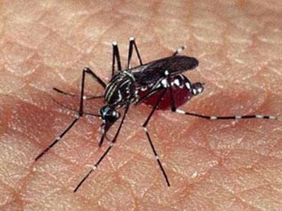 Cientistas descobrem bactria que impede mosquito de transmitir  dengue
