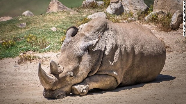 Morre um dos seis ltimos rinocerontes brancos do mundo e es