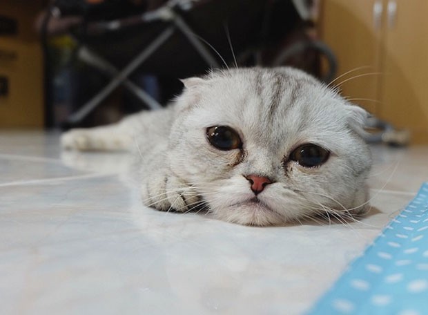 Gato faz sucesso na web por aparncia sempre triste em fotos