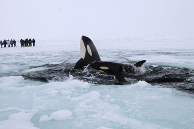 Orcas ficam presas em mar congelado no Canad  