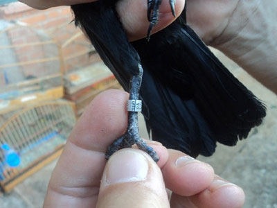 PF faz operao contra comrcio ilegal de aves silvestres em SP e MG