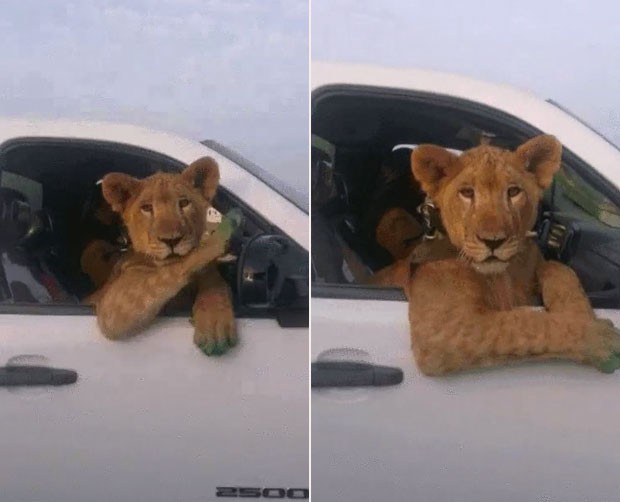 Motorista  flagrado dirigindo com leoa no banco de passagei