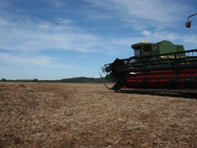 Brasil passa a liderar fornecimento de soja para China no ano