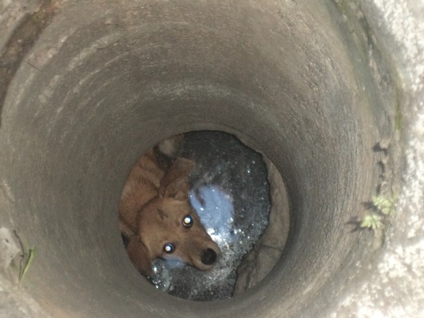 Bombeiros tentam resgatar cachorro de bueiro em Barra Mansa, RJ