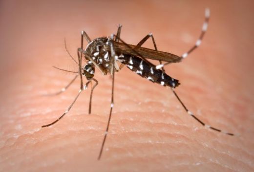 Dengue aumenta quase 60% em todo o pas; Sudeste lidera caso