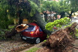 Chuva e vento derrubam mais de 50 rvores em Porto Alegre