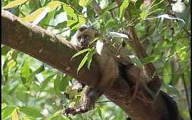 Frias de veterinrios suspendem captura do Macaco Chico