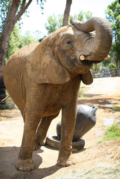 Funcionria de zoo morre esmagada por elefante na Nova Zeln