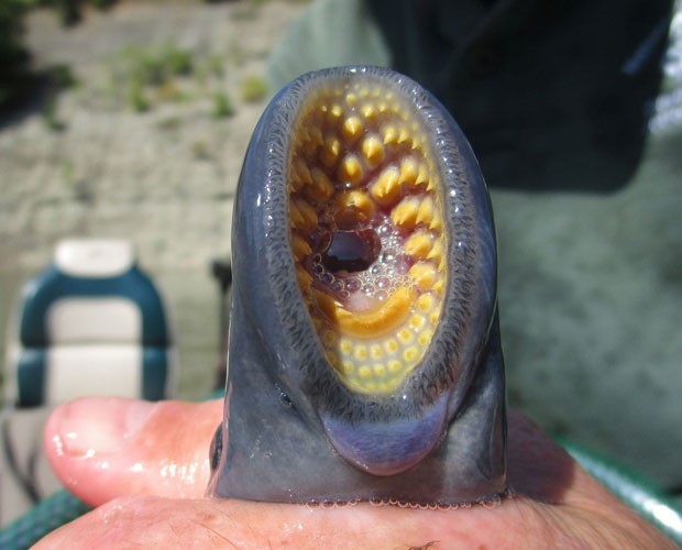 Criatura bizarra  encontrada grudada em peixe fisgado