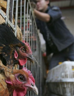 Chineses demonstram contgio de vrus da gripe aviria 