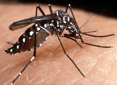 Surto de dengue ameaa 24 cidades no Pas 