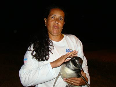 Pinguins so frequentes em Maratazes