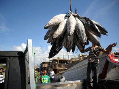 Pesca excessiva ameaa 30% das populaes de peixes, afirma ONU
