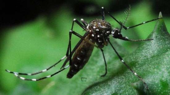 Estado de SP tem 7 casos confirmados de febre chikungunya