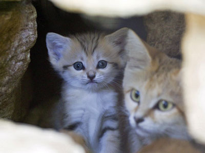 Zoo de Israel comemora nascimento de filhote de gato-do-deserto