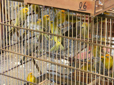 Operao da PF desarticula quadrilha internacional de trfico de aves