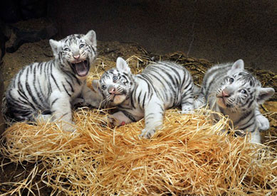 Filhotes de tigres brancos brincam em zoolgico na Repblica Tcheca